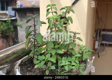 Tulsi in einem Terrakotta-Topf.Ocimum tenuiflorum, allgemein bekannt als heiliges Basilikum, tulasi oder Tulsi, ist eine aromatische mehrjährige Pflanze in der Familie der Lamiaceae Stockfoto