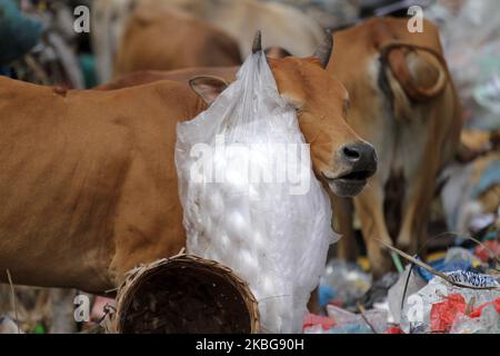 Eine Gruppe von Reihern und Kühen wurde am 5. Februar 2020 auf einer Deponie in Lhokseumawe auf der Suche nach Nahrung im Müll gesehen. Indonesien. (Foto von Fachrul Reza/NurPhoto) Stockfoto