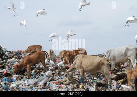 Eine Gruppe von Reihern und Kühen wurde am 5. Februar 2020 auf einer Deponie in Lhokseumawe auf der Suche nach Nahrung im Müll gesehen. Indonesien. (Foto von Fachrul Reza/NurPhoto) Stockfoto