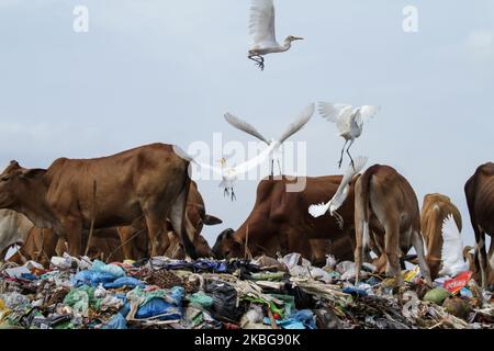 Eine Gruppe von Reihern und Kühen wurde am 5. Februar 2020 auf einer Deponie in Lhokseumawe auf der Suche nach Nahrung im Müll gesehen. Indonesien. (Foto von Fachrul Reza/NurPhoto) Stockfoto