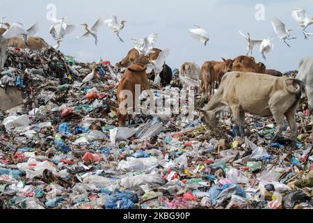 Eine Gruppe von Reihern und Kühen wurde am 5. Februar 2020 auf einer Deponie in Lhokseumawe auf der Suche nach Nahrung im Müll gesehen. Indonesien. (Foto von Fachrul Reza/NurPhoto) Stockfoto