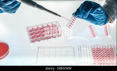 Laborant füllt eine 96-Well-Platte und Mikroröhrchen mit biologischen Proben für die PCR-Analyse Stockfoto