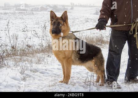 Deutscher Schäferhund Winter an der Leine halten Stockfoto