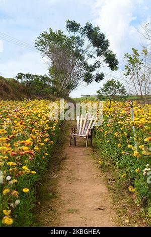 Feld von Yerchrysum bracteatum, allgemein bekannt als die goldene ewige oder Strohblume und Stuhl für die Ruhe Stockfoto