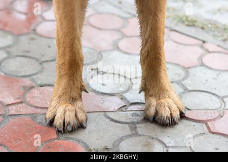 Schäferhund große Füße stehen auf dem Steinpflaster Stockfoto