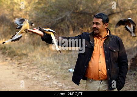 Tourist genießen mit dem Rufous Treepie Vogel im Ranthambore National Park in Sawai Madhopur Bezirk, Rajasthan, Indien am 9. Februar 2020. (Foto von STR/NurPhoto) Stockfoto