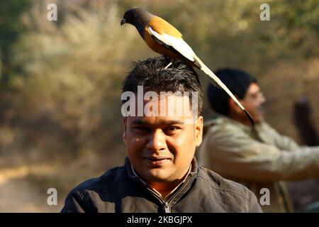 Tourist genießen mit dem Rufous Treepie Vogel im Ranthambore National Park in Sawai Madhopur Bezirk, Rajasthan, Indien am 9. Februar 2020. (Foto von STR/NurPhoto) Stockfoto