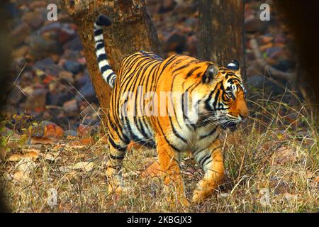 Eine Tigress Sultana wird während einer Dschungelsafari im Ranthambore National Park im Sawai Madhopur Distrikt, Rajasthan, Indien am 9. Februar 2020 gesehen. (Foto von STR/NurPhoto) Stockfoto