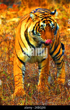 Eine Tigress Sultana wird während einer Dschungelsafari im Ranthambore National Park im Sawai Madhopur Distrikt, Rajasthan, Indien am 9. Februar 2020 gesehen. (Foto von STR/NurPhoto) Stockfoto