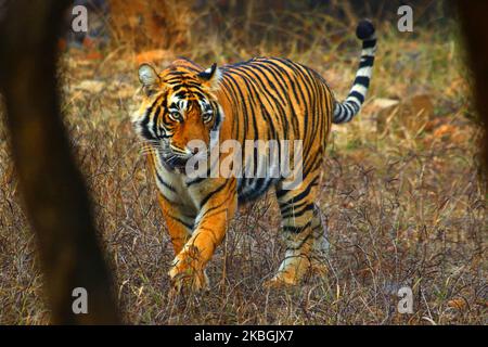 Eine Tigress Sultana wird während einer Dschungelsafari im Ranthambore National Park im Sawai Madhopur Distrikt, Rajasthan, Indien am 9. Februar 2020 gesehen. (Foto von STR/NurPhoto) Stockfoto