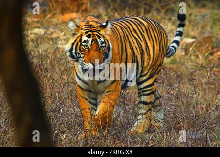 Eine Tigress Sultana wird während einer Dschungelsafari im Ranthambore National Park im Sawai Madhopur Distrikt, Rajasthan, Indien am 9. Februar 2020 gesehen. (Foto von STR/NurPhoto) Stockfoto