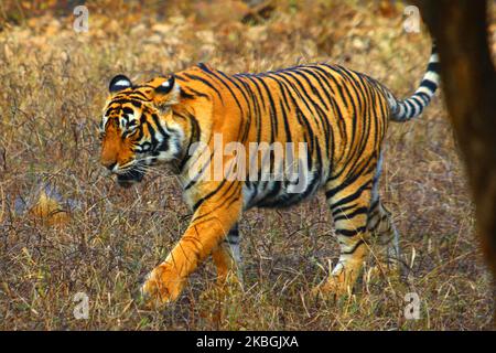 Eine Tigress Sultana wird während einer Dschungelsafari im Ranthambore National Park im Sawai Madhopur Distrikt, Rajasthan, Indien am 9. Februar 2020 gesehen. (Foto von STR/NurPhoto) Stockfoto