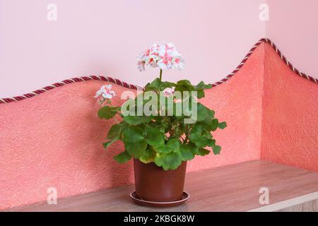 im Sommer blühte die pelargonium-Zimmerpflanze Stockfoto
