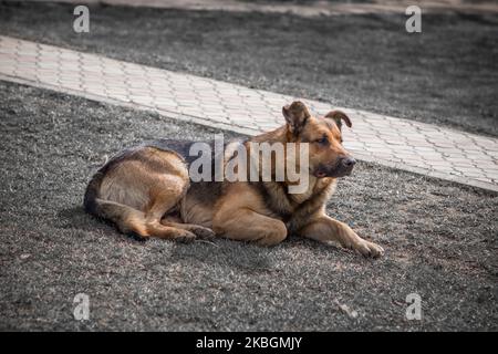 Ein süßer Hund im Gras in einem Park im Sommer mit einem Retro-Jahrgang getönt Stockfoto