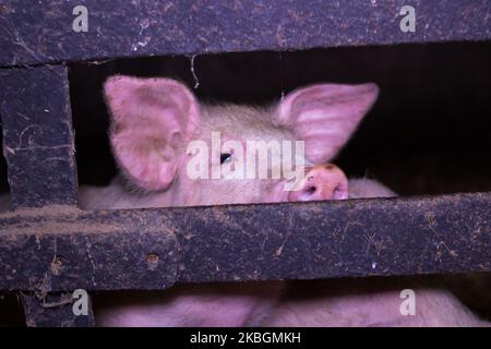 Schweine schauen hinter Gittern im Schuppen auf der Schweinezuchtfarm hinaus Stockfoto