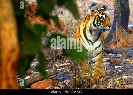 Eine Tigress Sultana wird während einer Dschungelsafari im Ranthambore National Park im Sawai Madhopur Distrikt, Rajasthan, Indien am 9. Februar 2020 gesehen. (Foto von STR/NurPhoto) Stockfoto