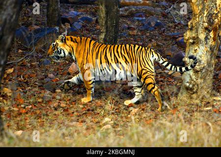 Eine Tigress Sultana wird während einer Dschungelsafari im Ranthambore National Park im Sawai Madhopur Distrikt, Rajasthan, Indien am 9. Februar 2020 gesehen. (Foto von STR/NurPhoto) Stockfoto