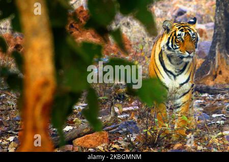 Eine Tigress Sultana wird während einer Dschungelsafari im Ranthambore National Park im Sawai Madhopur Distrikt, Rajasthan, Indien am 9. Februar 2020 gesehen. (Foto von STR/NurPhoto) Stockfoto