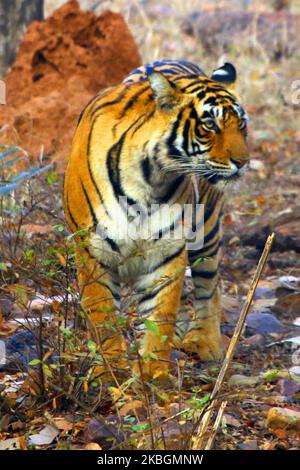 Eine Tigress Sultana wird während einer Dschungelsafari im Ranthambore National Park im Sawai Madhopur Distrikt, Rajasthan, Indien am 9. Februar 2020 gesehen. (Foto von STR/NurPhoto) Stockfoto