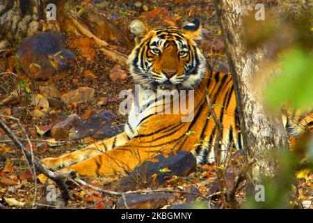 Eine Tigress Sultana wird während einer Dschungelsafari im Ranthambore National Park im Sawai Madhopur Distrikt, Rajasthan, Indien am 9. Februar 2020 gesehen. (Foto von STR/NurPhoto) Stockfoto