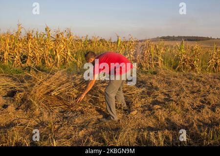 Der Bauer sammelt im Herbst einen Haufen trockenen Grases auf dem Feld Stockfoto