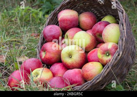 Leckere, reife Äpfel, die auf dem Gras verstreut sind. Äpfel im Korb Stockfoto