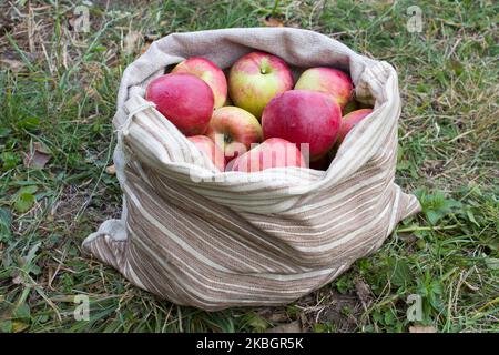 Reife rote Äpfel werden in einem Beutel auf dem Gras gesammelt Stockfoto