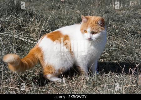 Weiße Katze mit roten Flecken auf dem Schwanz und rot Stockfoto