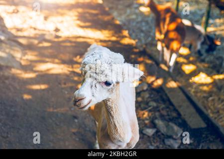 Alpaka mit geschnittem Fell, das auf dem Boden steht. Domestizierte Varietät des lama. Stockfoto