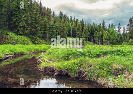 Ein wunderschönes Tal in den Kleinen Beskiden in Polen. Flusshinterwasser. Berge mit Fichten bedeckt. Wildes Gras im Vordergrund. Stockfoto