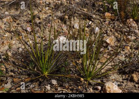 Reife Pflanzen der fleischfressenden Taufkiefer oder portugiesischen Sonnentau (Drosophyllum lusitanicum), Portugal Stockfoto