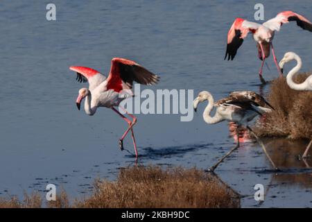 Flamingos wie sie in der Lagune von Kalochori in der Nähe von Thessaloniki im Axios Delta Nationalpark zu sehen sind. Die Zugvögel bleiben während ihrer Reise in die Feuchtgebiete für einen Stopp in Griechenland. 17. Februar 2020 (Foto von Nicolas Economou/NurPhoto) Stockfoto