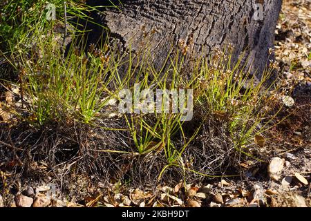 Gruppe von Taufkiefern oder portugiesischen Sonnentau-Pflanzen (Drosophyllum lusitanicum), Portugal Stockfoto