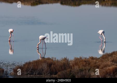Flamingos wie sie in der Lagune von Kalochori in der Nähe von Thessaloniki im Axios Delta Nationalpark zu sehen sind. Die Zugvögel bleiben während ihrer Reise in die Feuchtgebiete für einen Stopp in Griechenland. 17. Februar 2020 (Foto von Nicolas Economou/NurPhoto) Stockfoto