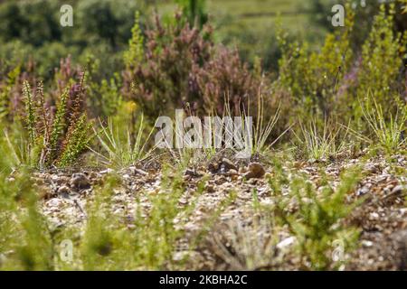 Pflanzen aus taufiger Kiefer oder portugiesischem Sonnentau (Drosophyllum lusitanicum), Portugal Stockfoto