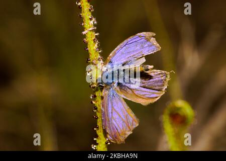 Blatt aus taufiger Kiefer (Drosophyllum lusitanicum) mit einem gefangenen Schmetterling, Portugal Stockfoto