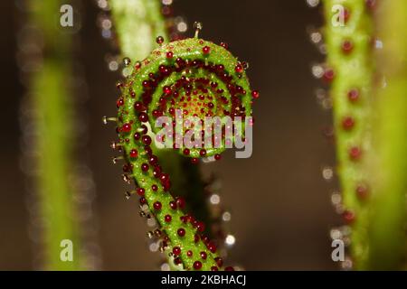 Junges lockiges Blatt der taufigen Kiefer (Drosophyllum lusitanicum), Portugal Stockfoto
