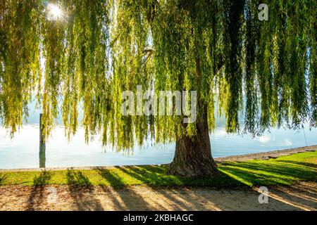Portrait der Trauerweide am Ufer des Bodensees Stockfoto