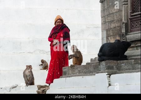 Ein hinduistischer Anhänger steht vor dem Maha Shivaratri Festival am 20. Februar 2020 in Kathmandu, Nepal, unter Affen am Pashupatinath-Tempel, einem der heiligsten Schreine der Hindus und UNESCO-Weltkulturerbe. Es wird erwartet, dass Hunderttausende von Gläubigen aus ganz Nepal und Indien den Pashupatinath-Tempel besuchen werden, um Maha Shivaratri zu feiern, der am 21. Februar stattfindet, indem sie spezielle Gebete und Fasten anbieten, um Lord Shiva anzubeten. (Foto von Wiktor Szymanowicz/NurPhoto) Stockfoto