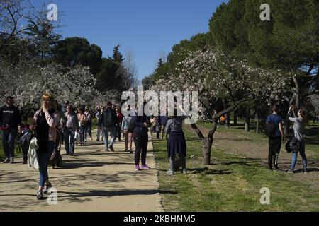 Die blühenden Mandelbäume im Park Quinta de los Molinos. Jedes Jahr blühen die Mandelbäume im Park Quinta de los Molinos in Madrid, der Einheimische und Touristen anzieht, den Park zu besuchen, Fotos zu machen und die Natur mitten in der Stadt zu genießen. 23. Februar 2020 Spanien (Foto von Oscar Gonzalez/NurPhoto) Stockfoto