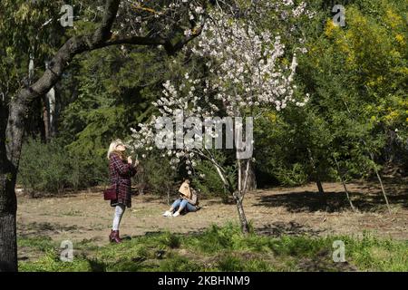 Die blühenden Mandelbäume im Park Quinta de los Molinos. Jedes Jahr blühen die Mandelbäume im Park Quinta de los Molinos in Madrid, der Einheimische und Touristen anzieht, den Park zu besuchen, Fotos zu machen und die Natur mitten in der Stadt zu genießen. 23. Februar 2020 Spanien (Foto von Oscar Gonzalez/NurPhoto) Stockfoto