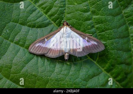 Boxbaum Moth Cydalima perspectalis. Stockfoto