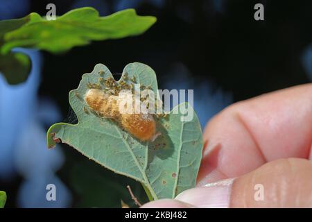 Junge Raupen von Euproctis chrysorrhoe mit Braunschwanzmot beim Schlüpfen von Blättern aus einer Eiablage. Stockfoto