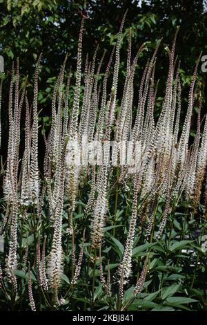 Culver-Wurzel (Veronicastrum virginicum 'Album') im Garten. Stockfoto