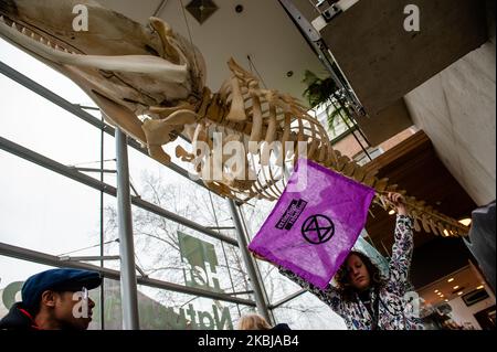 Ein XR-Aktivist hält am 2.. März 2020 eine Fahne des Aussterbungsaufstandes unter einem großen Skelett eines Wals im Inneren des Naturhistorischen Museums in Rotterdam. (Foto von Romy Arroyo Fernandez/NurPhoto) Stockfoto