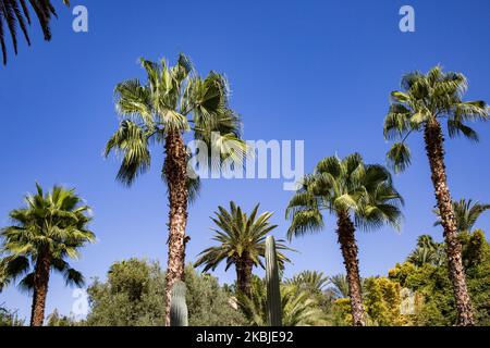 Marrakesch, Frankreich, 18. Oktober 2019. Kakteen und Palmen im Garten Majorelle. Dieser Garten ist nach seinem Gründer, dem französischen Maler Jacques Majorelle, benannt, der ihn 1931 schuf, inspiriert von den Oasen, dem islamischen Garten und dem spanisch-spanisch-maurischen Garten. 1980 von Yves Saint Laurent und Pierre Berge gekauft, gehört es heute zur Fondation Jardin Majorelle und ist mit fast 600.000 Besuchern pro Jahr eine der beliebtesten Touristenattraktionen Marokkos. (Foto von Emeric Fohlen/NurPhoto) Stockfoto