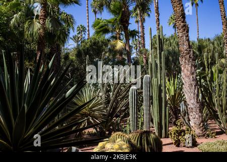 Marrakesch, Frankreich, 18. Oktober 2019. Kakteen und Palmen im Garten Majorelle. Dieser Garten ist nach seinem Gründer, dem französischen Maler Jacques Majorelle, benannt, der ihn 1931 schuf, inspiriert von den Oasen, dem islamischen Garten und dem spanisch-spanisch-maurischen Garten. 1980 von Yves Saint Laurent und Pierre Berge gekauft, gehört es heute zur Fondation Jardin Majorelle und ist mit fast 600.000 Besuchern pro Jahr eine der beliebtesten Touristenattraktionen Marokkos. (Foto von Emeric Fohlen/NurPhoto) Stockfoto