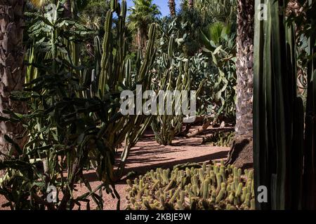 Marrakesch, Frankreich, 18. Oktober 2019. Kakteen und Palmen im Garten Majorelle. Dieser Garten ist nach seinem Gründer, dem französischen Maler Jacques Majorelle, benannt, der ihn 1931 schuf, inspiriert von den Oasen, dem islamischen Garten und dem spanisch-spanisch-maurischen Garten. 1980 von Yves Saint Laurent und Pierre Berge gekauft, gehört es heute zur Fondation Jardin Majorelle und ist mit fast 600.000 Besuchern pro Jahr eine der beliebtesten Touristenattraktionen Marokkos. (Foto von Emeric Fohlen/NurPhoto) Stockfoto