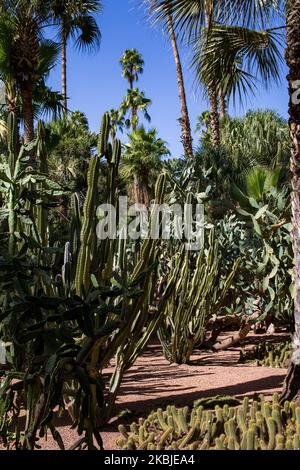 Marrakesch, Frankreich, 18. Oktober 2019. Kakteen und Palmen im Garten Majorelle. Dieser Garten ist nach seinem Gründer, dem französischen Maler Jacques Majorelle, benannt, der ihn 1931 schuf, inspiriert von den Oasen, dem islamischen Garten und dem spanisch-spanisch-maurischen Garten. 1980 von Yves Saint Laurent und Pierre Berge gekauft, gehört es heute zur Fondation Jardin Majorelle und ist mit fast 600.000 Besuchern pro Jahr eine der beliebtesten Touristenattraktionen Marokkos. (Foto von Emeric Fohlen/NurPhoto) Stockfoto