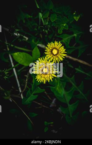 Gelbe Nelkenkugelblume und grüne Blätter Blick von oben Stockfoto